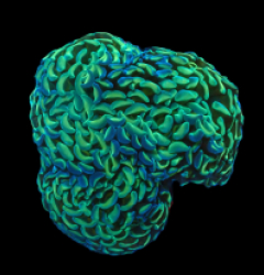 Euphyllia ancora (Green)