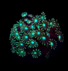 Alveopora spp. (Green) (frag)