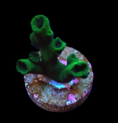 Tubastraea micranthus (frag)
