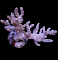 Capnella spp. (frag)