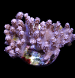 Paralemnalia spp. (frag)