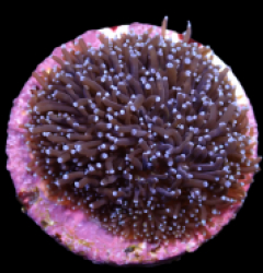 Galaxea spp. (Common) (frag)