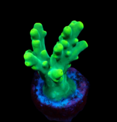 Acropora caroliniana (frag)