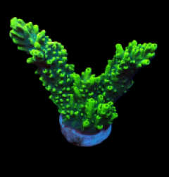 Acropora robusta (frag)