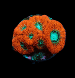 Micromussa spp. (frag)