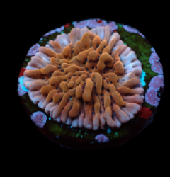 Montipora danae (Colored polyp) (frag)
