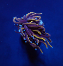 Euphyllia glabrescens (Gold Torch) (1 hd.)