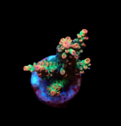 Acropora microclados (SSC) (frag)