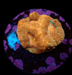 Acanthastrea bowerbanki (Premium) (frag)