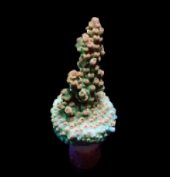 Acropora microclados (frag)