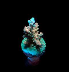 Acropora latistella (frag)