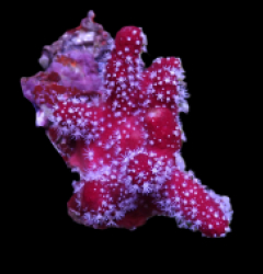 Nephthyiogorgia spp.