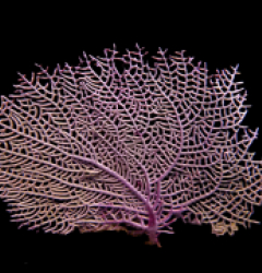 Gorgonia ventalina
