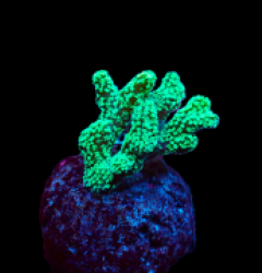 Seriatopora caliendrum (Green) (frag)