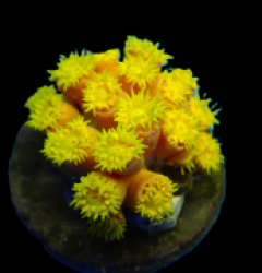 Tubastraea faulkneri (Yellow) (frag)