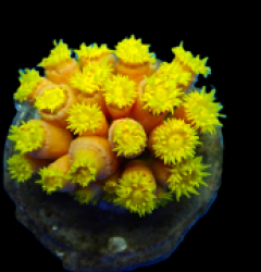 Tubastrea faulkneri (Yellow)