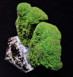 Pavona maldivensis (Green)