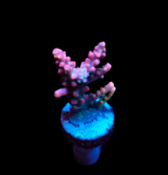Acropora dendrum (frag)