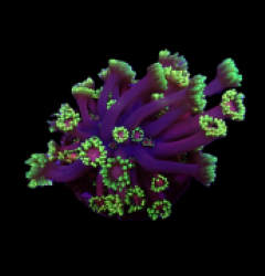 Goniopora spp. (Tequila Sunrise) (Grade B) (frag)