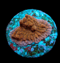 Montipora danae (Premium) (frag)