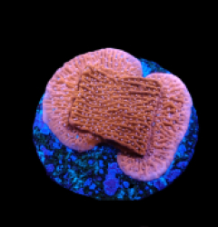 Montipora spp. (Snow Cap) (frag)