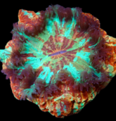 Acanthophyllia deshayesiana (Master Grade)