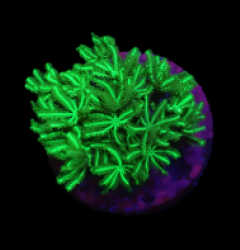 Tubipora musica (Yellow-Green) (frag)