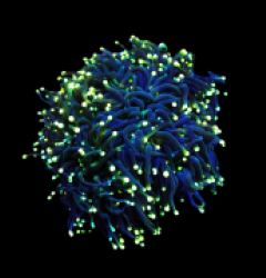 Euphyllia glabrescens (Black Torch)