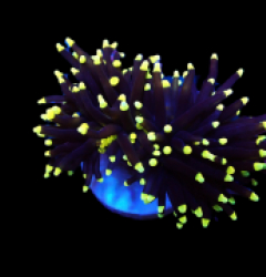 Euphyllia glabrescens (Black Torch) (1 hd.)