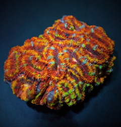 Acanthastrea lordhowensis (Ultra)