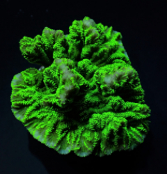 Merulina ampliata (Green)