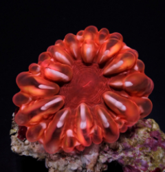 Cynarina spp. (Red)