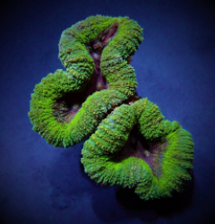 Lobophyllia spp. (Green Premium)