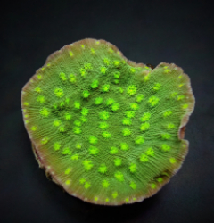 Echinopora lamellosa Premium (Frag)