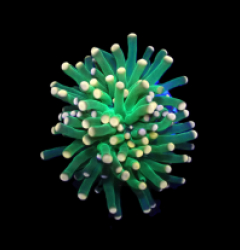 Euphyllia glabrescens (Premium) (1 hd.)