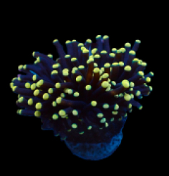 Euphyllia cristata (Premium) (1 hd.)