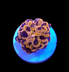 Euphyllia paraancora (Orange-Pink) (Premium) (1 hd.)