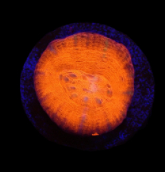 Homophyllia australis (Red) (frag)