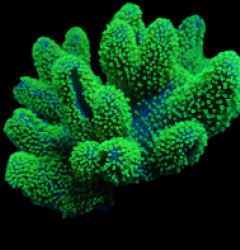 Lobophytum spp. (Fluor Green)