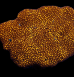 Leptastrea spp. (Premium)