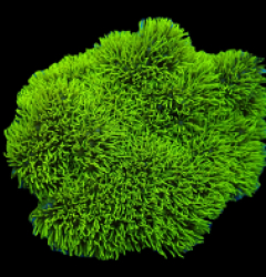 Pachyclavularia violacea (Green) (Grade A) pb 217