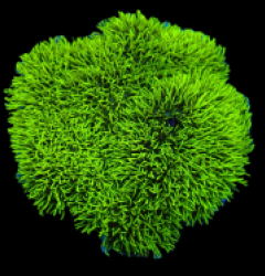 Pachyclavularia violacea (Green) (Grade A) pb 634