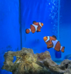 Amphiprion ocellaris (Pair) (2.1 LB) - 79e