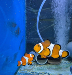 Amphiprion ocellaris (Pair) (2.1 LO) - 79e