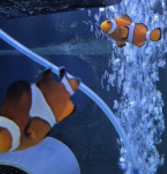 Amphiprion ocellaris (Pair) (2.1 RO) - 79e