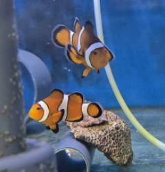 Amphiprion ocellaris (Pair) (2.2 ONDER) - 79e