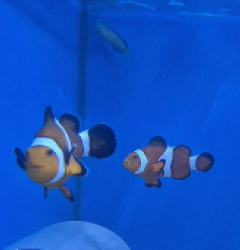 Amphiprion ocellaris (Pair) (2.3 BOVEN) - 79e