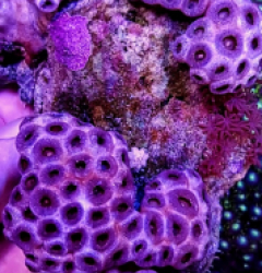 Palythoa caesia (Indonesia)