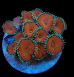 Palythoa sp. (Red Death) (DJM frag) pb 167
