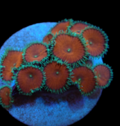 Palythoa sp. (Red Death) (DJM frag) pb 240